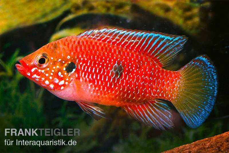 Roter Buntbarsch, Hemichromis Stellifer Sp. "Gabun" 4 Roter Buntbarsch, Hemichromis Stellifer Sp. "Gabun" – Bild 2