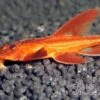 Roter Hexenwels, Rineloricaria Spec. -Zoohandlung Roter Hexenwels Rineloricaria spec red