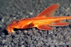 Roter Hexenwels, Rineloricaria Spec.