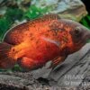 Roter Oscar, Pfauenaugenbuntbarsch, Astronotus Ocellatus 1 Roter Oscar, Pfauenaugenbuntbarsch, Astronotus Ocellatus -Zoohandlung Roter Oscar Pfauenaugenbuntbarsch Astronotus ocellatus 1