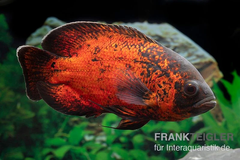 Roter Oscar, Pfauenaugenbuntbarsch, Astronotus Ocellatus 4 Roter Oscar, Pfauenaugenbuntbarsch, Astronotus Ocellatus – Bild 2
