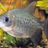Roter Pacu, Colossoma Brachypomum -Zoohandlung Roter Pacu Colossoma brachypomum