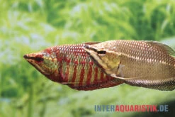 Roter Schokoladengurami, Sphaerichthys Vaillanti -Zoohandlung Roter Schokoladengurami Sphaerichthys vaillanti 2