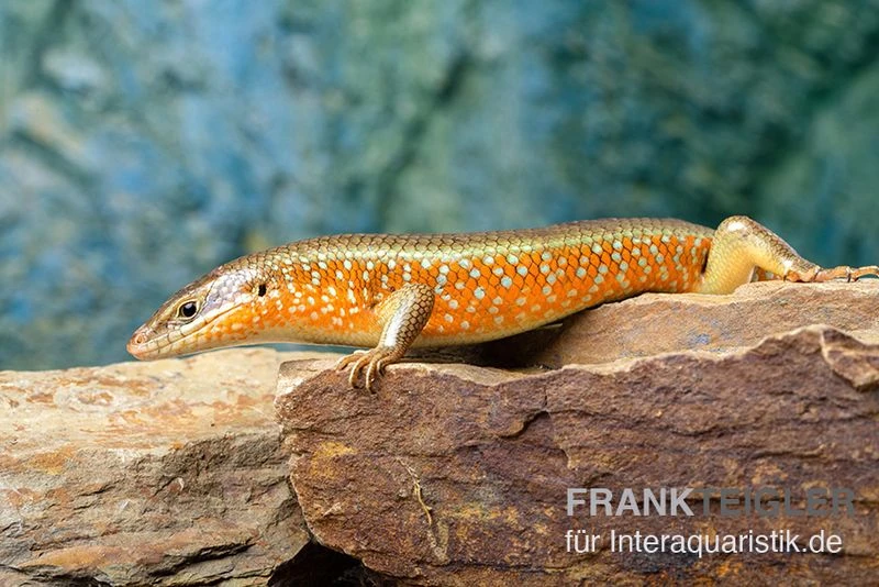 Roter Togo-Skink, Mabuya Perrotetii 4 Roter Togo-Skink, Mabuya Perrotetii – Bild 2