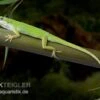 Rotkehlanolis, Anolis Carolinensis -Zoohandlung Rotkehlanolis Anolis carolinensis 1