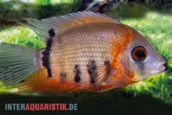 Rotkeil-Augenfleckbuntbarsch, Heros Efasciatus "Red Shoulder" -Zoohandlung Rotkeil Augenfleckbuntbarsch Heros efasciatus Red Shoulder 2
