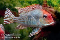 Rotkopf-Erdfresser, Geophagus Sp. RIO TAPAJOS
