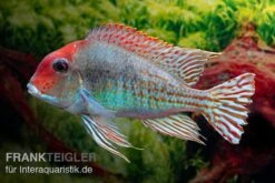 Rotkopf-Erdfresser, Geophagus Sp. RIO TAPAJOS -Zoohandlung Rotkopf Erdfresser Geophagus sp TAPAJOS 3