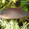 Rotrücken-Makropode, Macropodus Erythropterus -Zoohandlung Rotruecken Makropode Macropodus erythropterus