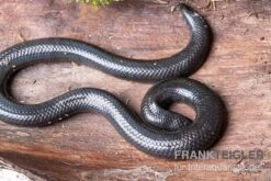 Rotschwanz-Walzenschlange, Cylindrophis Ruffus -Zoohandlung Rotschwanz Walzenschlange Cylindrophis ruffus 2