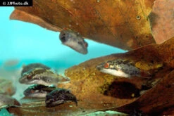 Kammkugelfisch, Carinotetraodon Irrubesco (Rotschwanzkugelfisch) -Zoohandlung Rotschwanzkugelfisch Carinotetraodon irrubesco 2