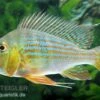 Rotstreifen-Erdfresser, Geophagus Surinamensis -Zoohandlung Rotstreifen Erdfresser Geophagus surinamensis