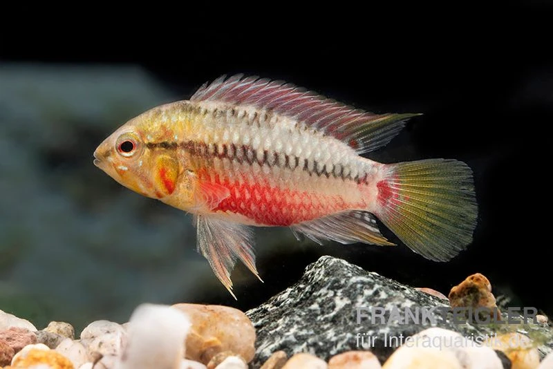 Rotstrich-Zwergbuntbarsch Rot, Apistogramma Hongsloi Rot, Paarweise 4 Rotstrich-Zwergbuntbarsch Rot, Apistogramma Hongsloi Rot, Paarweise – Bild 2