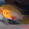 Rotstrich-Zwergbuntbarsch Rot-gold , Apistogramma Hongsloi Rot-gold, Paarweise -Zoohandlung Rotstrich Zwergbuntbarsch rot gold Apistogramma hongsloi rot gold paarweise 1