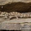 Rübenschwanz-Viperngecko, Hemidactylus Imbricatus 1 Rübenschwanz-Viperngecko, Hemidactylus Imbricatus -Zoohandlung Ruebenschwanz Viperngecko Hemidactylus imbricatus