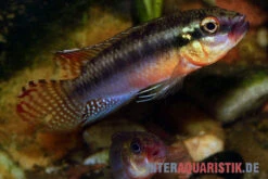 Sabinae-Zwergbuntbarsch, Congochromis Sabinae 9 Sabinae-Zwergbuntbarsch, Congochromis Sabinae -Zoohandlung Sabinae Zwergbuntbarsch Congochromis sabinae 2