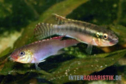 Sabinae-Zwergbuntbarsch, Congochromis Sabinae 8 Sabinae-Zwergbuntbarsch, Congochromis Sabinae -Zoohandlung Sabinae Zwergbuntbarsch Congochromis sabinae 3