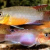 Sabinae-Zwergbuntbarsch, Congochromis Sabinae -Zoohandlung Sabinae Zwergbuntbarsch Congochromis sabinae neu