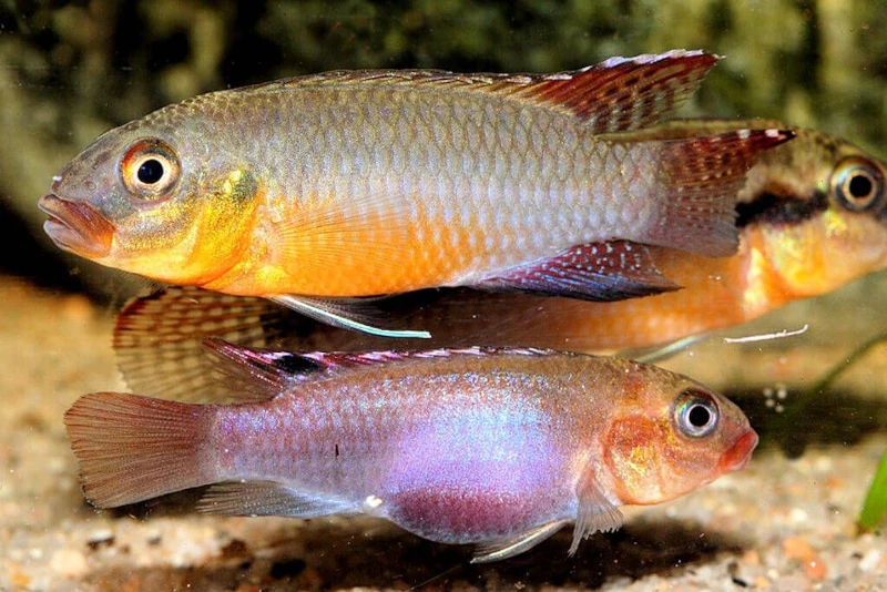 Sabinae-Zwergbuntbarsch, Congochromis Sabinae 3 Sabinae-Zwergbuntbarsch, Congochromis Sabinae