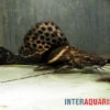 Sailfin Pim, Leiarius Pictus 2 Sailfin Pim, Leiarius Pictus -Zoohandlung Sailfin Pim Leiarius pictus 1
