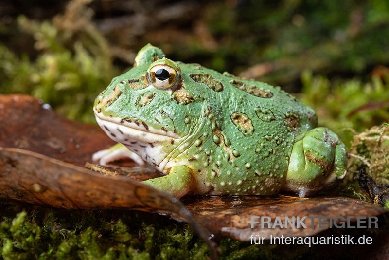 Samurai Blue Pacman-Frog, Ceratophrys Cranwelli "Samurai Blue" 4 Samurai Blue Pacman-Frog, Ceratophrys Cranwelli "Samurai Blue" – Bild 2