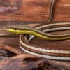 Sandrenn-Natter, Psammophis Elegans -Zoohandlung Sandrenn Natter Psammophis elegans 01