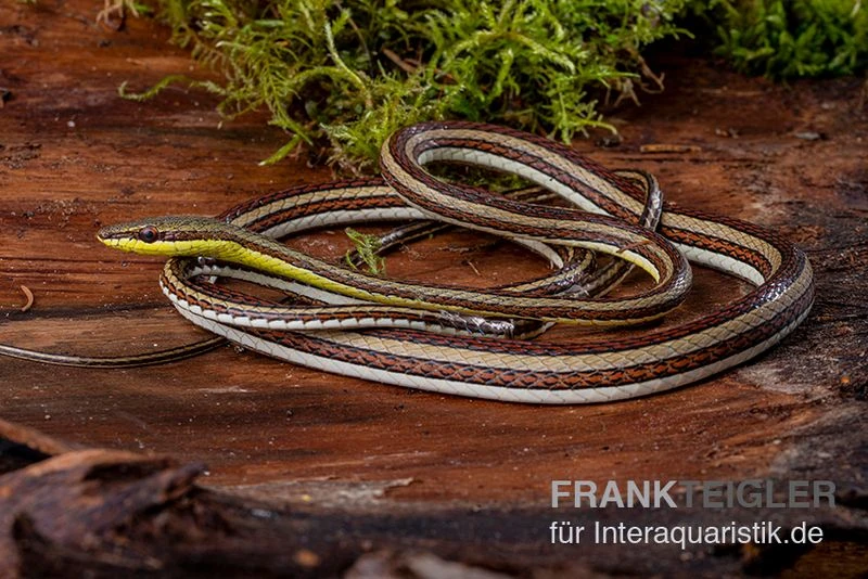 Sandrenn-Natter, Psammophis Elegans 4 Sandrenn-Natter, Psammophis Elegans – Bild 2