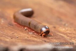 Satun-Tausendfüßer, Spirobolus Sp. "Satun" -Zoohandlung Satun Tausendfuesser Spirobolus sp Satun 3
