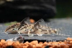 Schabracken-Panzerwels, Scleromystax Barbatus -Zoohandlung Schabrackenpanzerwels Scleromystax barbatus 1