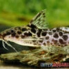 Scherenschwanz-Fiederbartwels, Synodontis Soloni -Zoohandlung Scherenschwanz Fiederbartwels Synodontis soloni 1