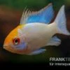 Schmetterlingsbuntbarsch Neonblau Goldkopf, Mikrogeophagus Ramirezi -Zoohandlung Schmetterlingsbuntbarsch Neonblau Goldkopf Mikrogeophagus ramirezi 1
