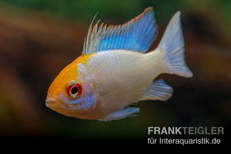 Schmetterlingsbuntbarsch Neonblau Goldkopf, Mikrogeophagus Ramirezi 3 Schmetterlingsbuntbarsch Neonblau Goldkopf, Mikrogeophagus Ramirezi