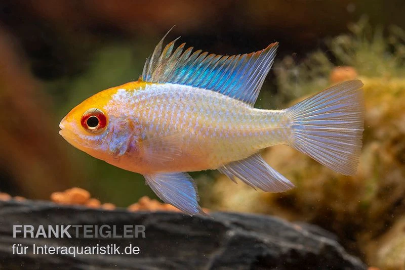 Schmetterlingsbuntbarsch Neonblau Goldkopf, Mikrogeophagus Ramirezi 4 Schmetterlingsbuntbarsch Neonblau Goldkopf, Mikrogeophagus Ramirezi – Bild 2