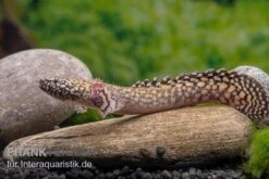 Schmuck-Flösselhecht, Polypterus Ornatipinnis, NZ -Zoohandlung Schmuck Floesselhecht Polypterus ornatipinnis neu 2