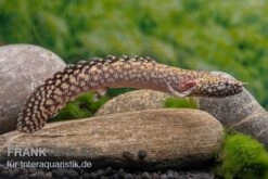 Schmuck-Flösselhecht, Polypterus Ornatipinnis, NZ -Zoohandlung Schmuck Floesselhecht Polypterus ornatipinnis neu 3