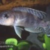 Schneckenbuntbarsch, Lamprologus Ornatipinnis -Zoohandlung Schneckenbuntbarsch Lamprologus ornatipinnis