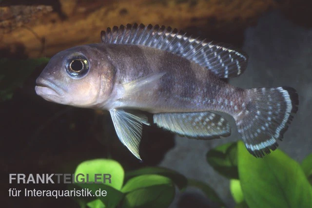 Schneckenbuntbarsch, Lamprologus Ornatipinnis 3 Schneckenbuntbarsch, Lamprologus Ornatipinnis