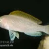 Schneckenbuntbarsch, Neolamprologus Caudopunktatus, DNZ -Zoohandlung Schneckenbuntbarsch Neolamprologus caudopunktatus
