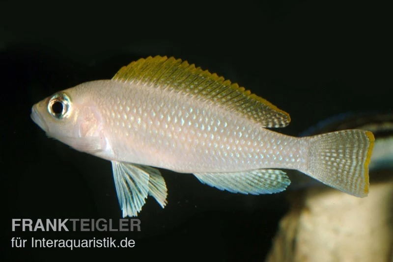 Schneckenbuntbarsch, Neolamprologus Caudopunktatus, DNZ 3 Schneckenbuntbarsch, Neolamprologus Caudopunktatus, DNZ