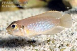 Schneckenbuntbarsch Gold, Lamprologus Ocellatus, DNZ -Zoohandlung Schneckenbuntbarsch gold Lamprologus ocellatus 1