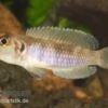 Schneckenbuntbarsch Gold, Lamprologus Ocellatus, DNZ 1 Schneckenbuntbarsch Gold, Lamprologus Ocellatus, DNZ -Zoohandlung Schneckenbuntbarsch gold Lamprologus ocellatus 2
