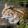 Schoko-Pacman-Frog, Ceratophrys Cranwelli Chocolate -Zoohandlung Schoko Pacman Frog Ceratophrys cranwelli chocolate Schoko AFLFT0636
