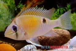 Schwanzstreifenbuntbarsch, Biotodoma Cupido