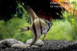 Schwarzblauer Skalar, Pterophyllum Scalare -Zoohandlung Schwarzblauer Skalar Pterophyllum scalare 3