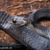 Schwarze Baumschlange, Thrasops Occidentalis -Zoohandlung Schwarze Baumschlange Thrasops occidentalis 1