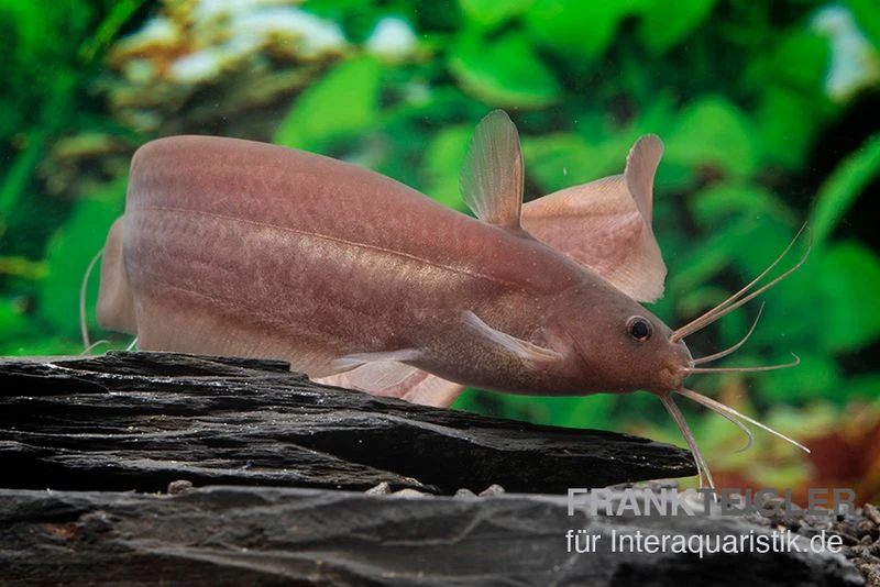 Schwarzer Wels, Neosilurus Ater 4 Schwarzer Wels, Neosilurus Ater – Bild 2