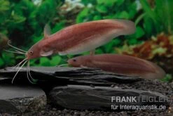 Schwarzer Wels, Neosilurus Ater