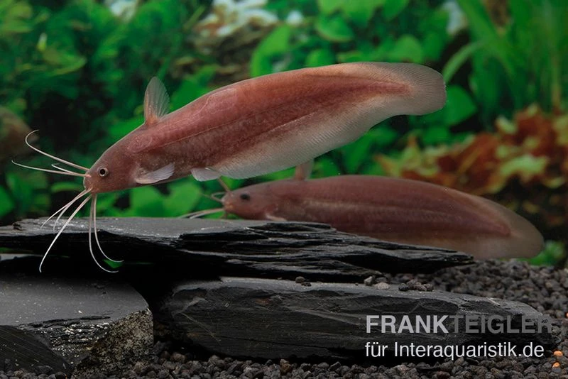 Schwarzer Wels, Neosilurus Ater 3 Schwarzer Wels, Neosilurus Ater