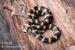 Schwarzgebänderte Wühltrugnatter, Scolecophis Atrocinctus -Zoohandlung Schwarzgebaenderte Wuehltrugnatter Scolecophis atrocinctus 3