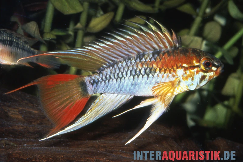 Schwarzkehl-Zwergbuntbarsch, Apistogramma Viejita, Paarweise 3 Schwarzkehl-Zwergbuntbarsch, Apistogramma Viejita, Paarweise